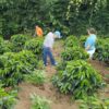 Pura Vida World Coffee 50/50 Roast - Image 2