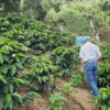Pura Vida World Coffee 50/50 Roast - Image 3