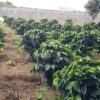 Pura Vida World Coffee 50/50 Roast - Image 4